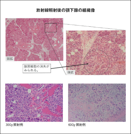 ���ː��Ǝˌ�̊{���B�̑g�D��